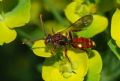 Nomada sp.